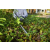 RYOBI RY18HT40A-0 Nożyce do żywopłotu 18V 0Ah 40cm  PROMOCJA